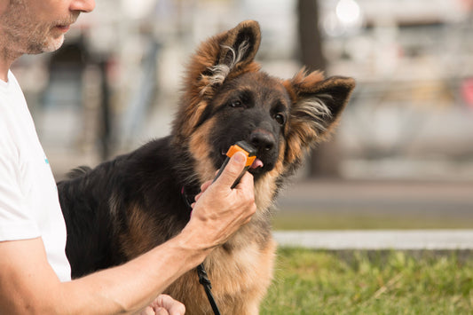 Make Sure Your Dog Grows into a Happy and Well-Behaved Family Member