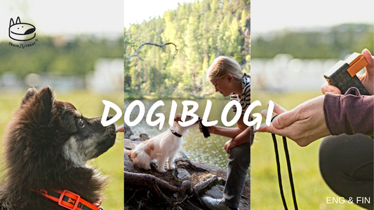 The Best Treats for a Puppy – What to Choose?