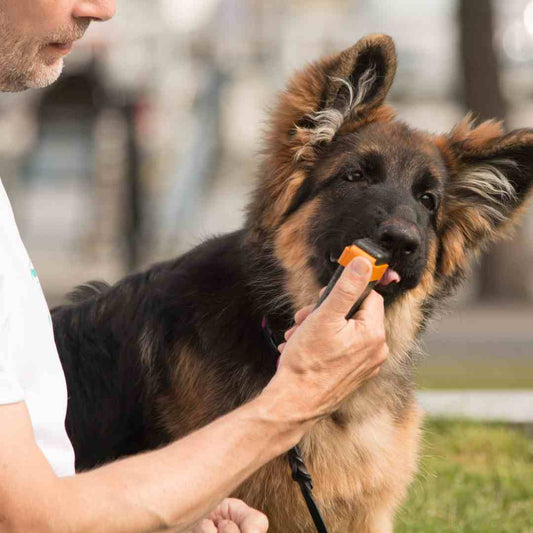 Dog treat dispenser for dog training – Train'N'Treat