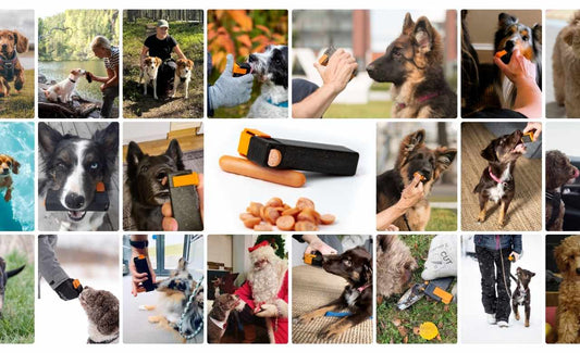 Calming Exercises for Dogs in Different Situations – How to Help Your Dog Succeed in Everyday Life