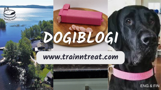 Travelling with dogs in Finland