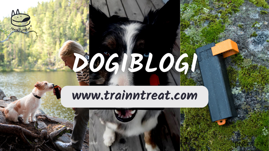 On holiday with your dog – 7 things to remember