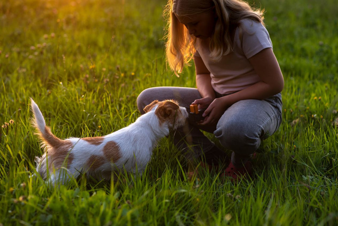 The Best Treats for a Puppy – What to Choose?