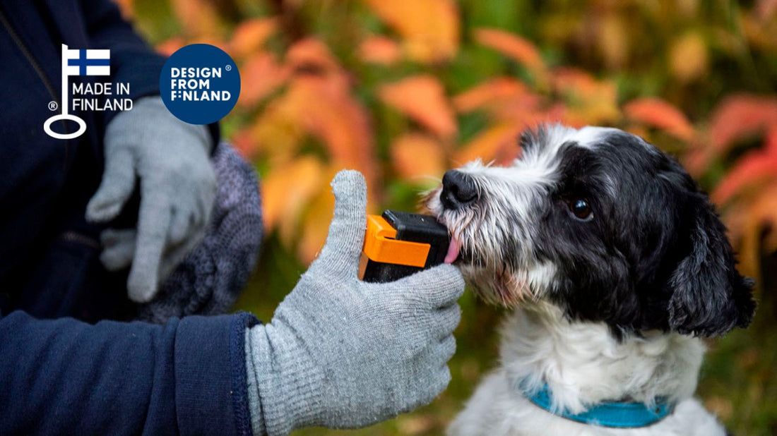 New dog brain research shows that dogs distinguish human facial expressions. Discover what the findings may mean for dog training and human-dog communication.