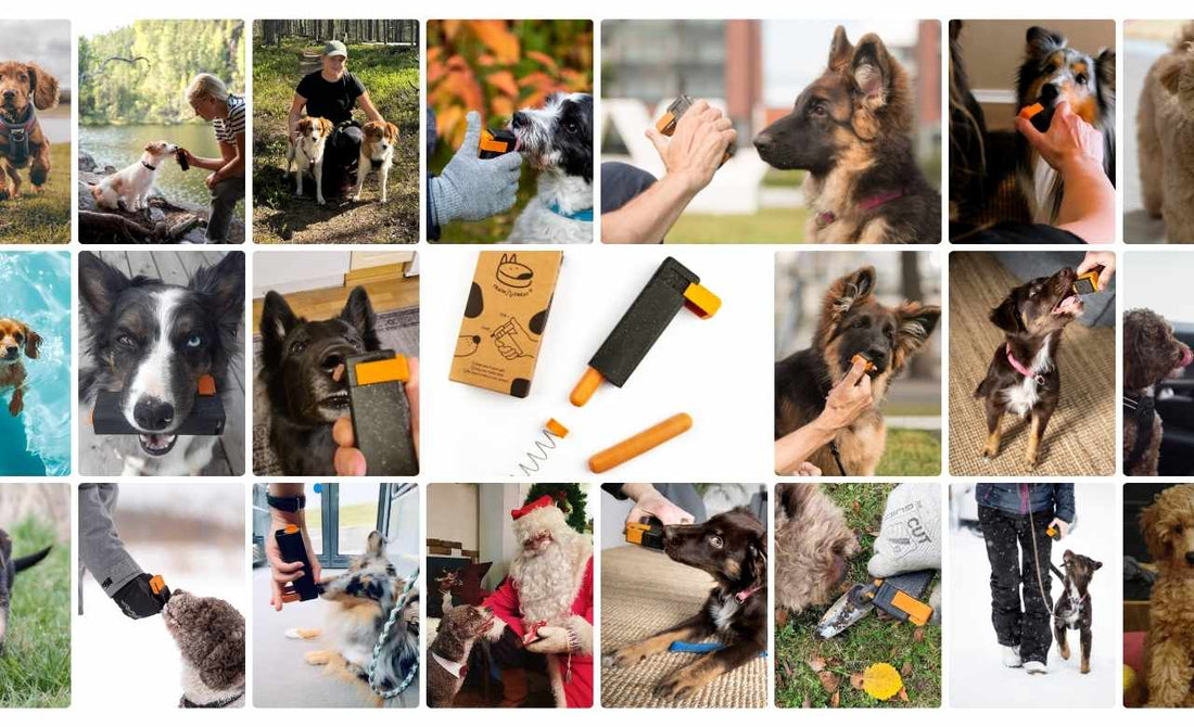1 Tool, 100 Uses – Training Everyday Life Skills for Your Dog Throughout Their Lifetime