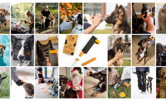 1 Tool, 100 Uses – Training Everyday Life Skills for Your Dog Throughout Their Lifetime