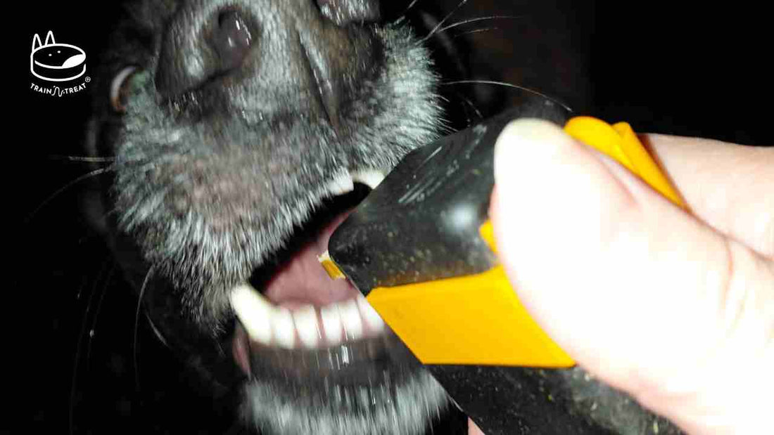 How the Rescue Dog Jali Grew Into a Balanced Family Member