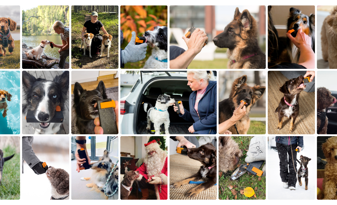 Dog Rules Before Bringing Your Dog Home – 3 Reasons Why Preparation Makes Life Easier