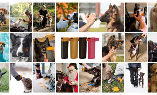 5 Effective Dog Training Tips – And Why Treats Are the Key to Success