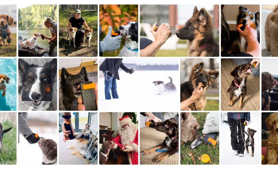 Why Won't My Dog Come When Called? 10 Common Recall Training Mistakes – and How to Teach a Reliable Recall with Positive Reinforcement