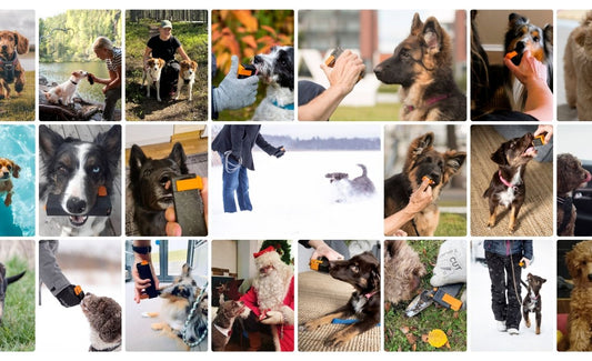 Why Won't My Dog Come When Called? 10 Common Recall Training Mistakes – and How to Teach a Reliable Recall with Positive Reinforcement