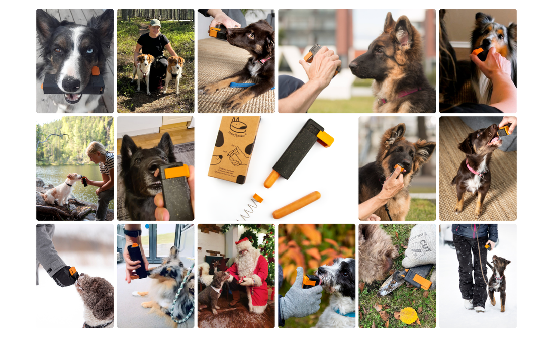 Dog Training Made Easy: How Just 5 Minutes a Day Can Improve Your Dog's Behavior