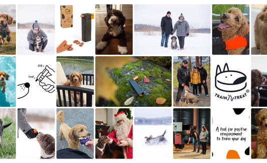 What My First Dog Taught Me – and What I Did Differently With My Second Puppy