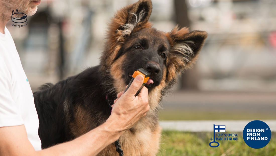 Dog Training is Growing Rapidly and Reward-Based Tools like Train’N’Treat are Leading the Way