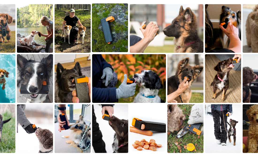Simon Sinek's Golden Circle applied to dog training – why, how and what to teach your dog.
