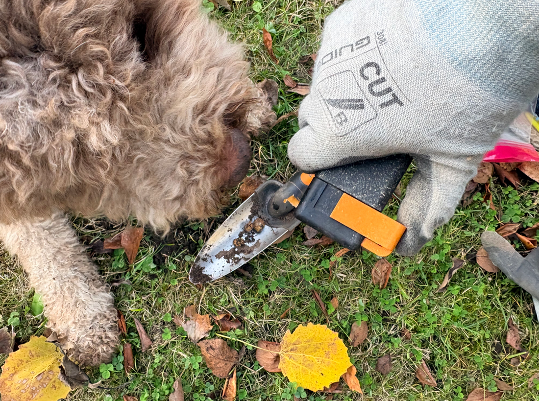 Truffle Dog Sulo and the "Treat Machine" – How Train’N’Treat Turned Training into Joy