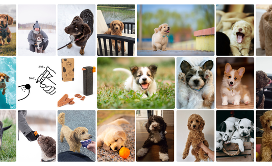 16 Common Puppy Problems – And What to Do About Them