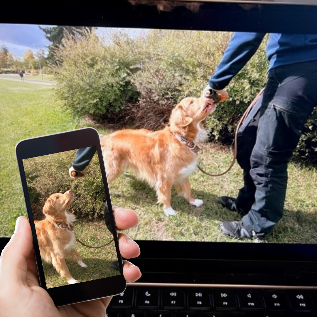Online Dog Academy
