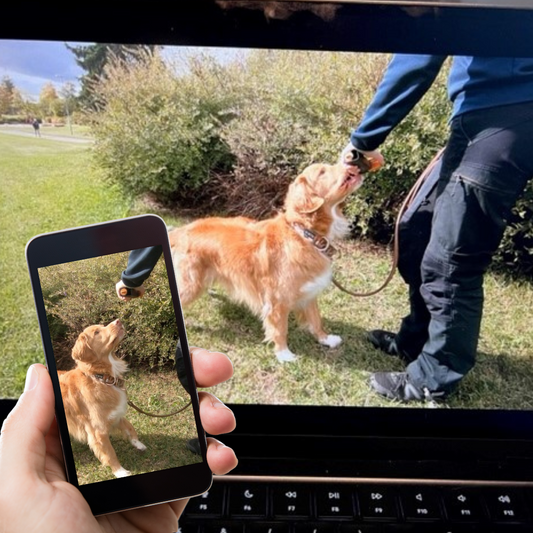 Online Dog Academy