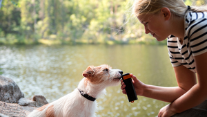 Train'N'Treat Dog Treat Dispenser