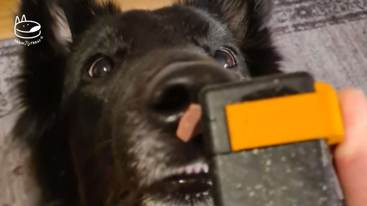 Dog treat dispenser for dog training – Train'N'Treat